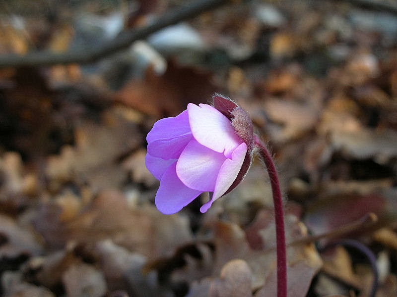 Hepatica nobilis / Erba trinit